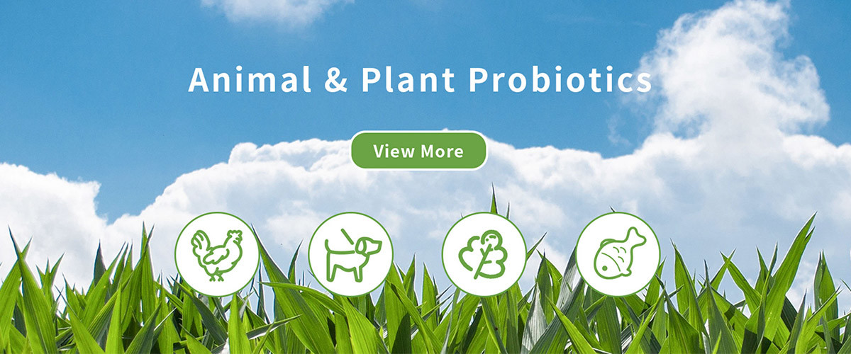 qualidade Enzima de matéria têxtil fábrica
