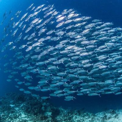 Bom preço. Processamento de óleo marinho enzimático ecológico: lipase imobilizada Novozym 435 na biocatálise on-line