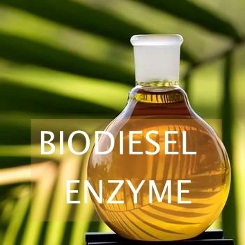 Bom preço. Enzima do Lipase das reações do Transesterification para a síntese do biodiesel on-line