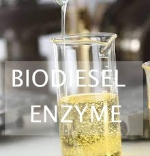 Bom preço. Hidrólise enzimático dos lipidos do desperdício para a produção do combustível biológico usando Lipases on-line