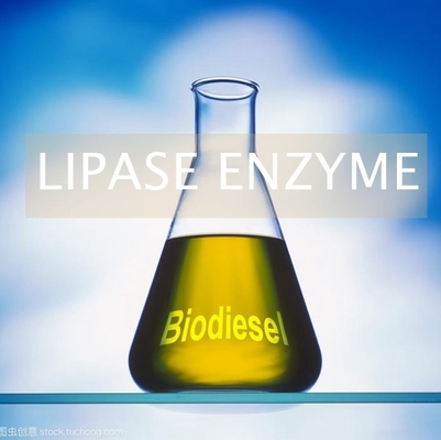 Bom preço. Enzima alternativa dos Lipases dos combustíveis biológicos no PH 6,0 - 8,0 da produção on-line