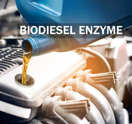 Bom preço. Aumentando a enzima do Lipase da estabilidade para o rendimento e a qualidade melhorados do biodiesel on-line