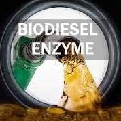 Bom preço. MOQ 1kg Processo enzimático de biodiesel ecológico com embalagem 25kg/saco on-line