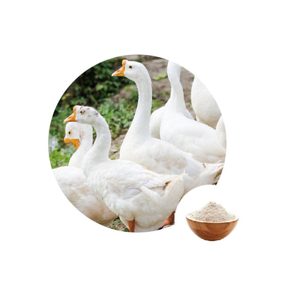Bom preço. Oxidase de glicose da panificação nas enzimas Cas 9001-37-0 da alimentação das aves domésticas do trigo da farinha on-line